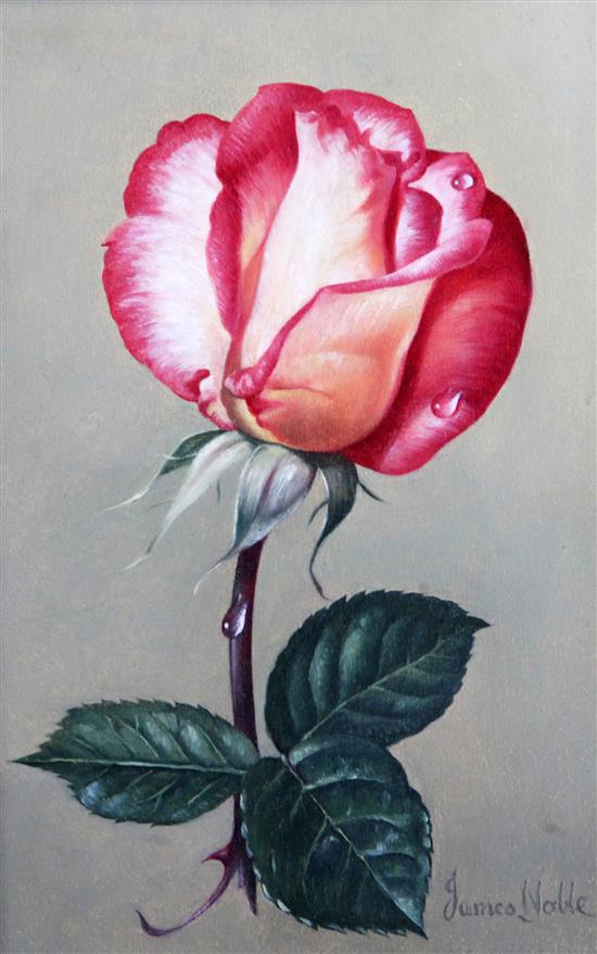 James Noble (1919-1989) Studies of roses - Debs Delight and Handel 7 x 5in.